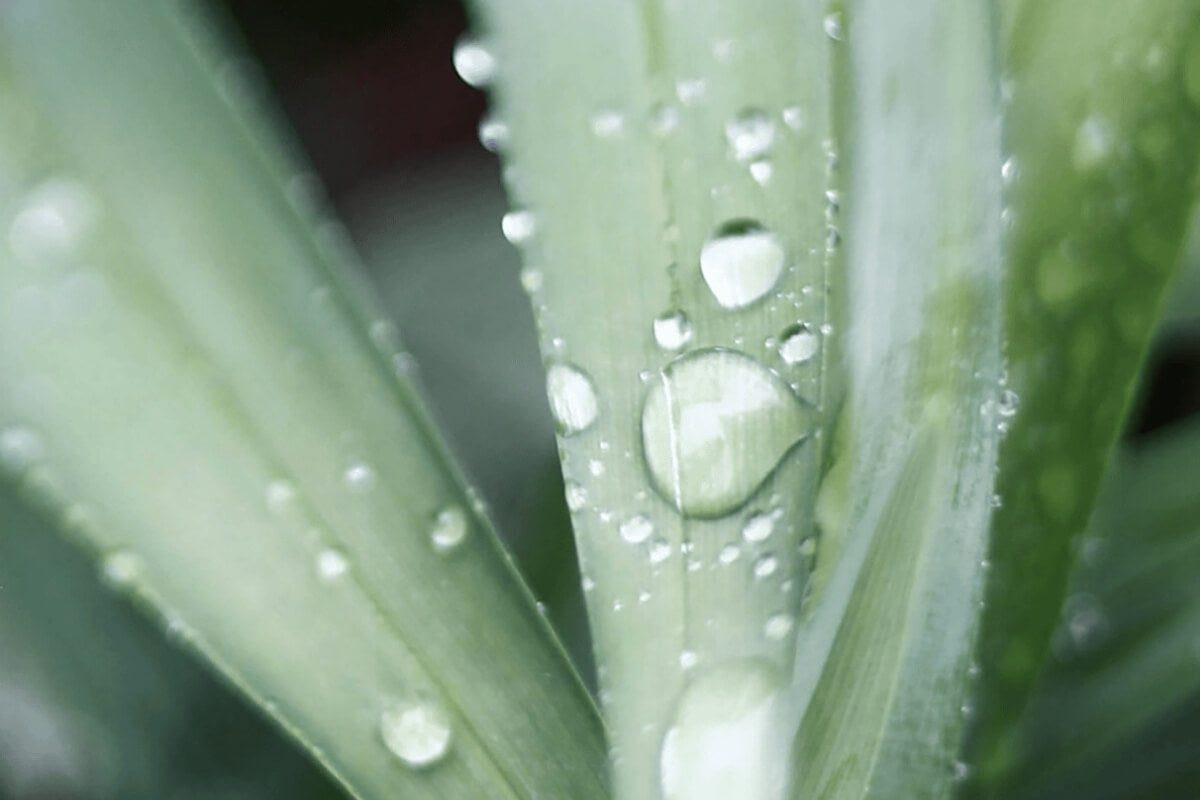 Aloe Vera: Natürliche Feuchtigkeit für deine Haut